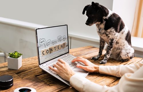 markenhund-marketing-hundeunternehmer-beratung-marketing